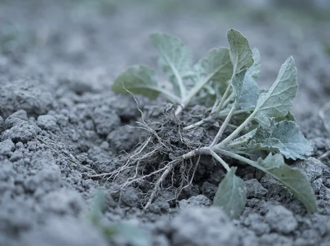 A close view of turned soil and young plant material, showing root, leaf, and earth texture.